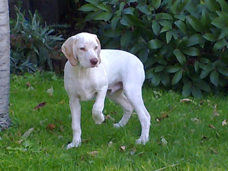 Publication : de la Croix d'Angouleme