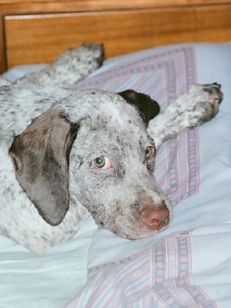 TR. CH. Fee De la benigousse