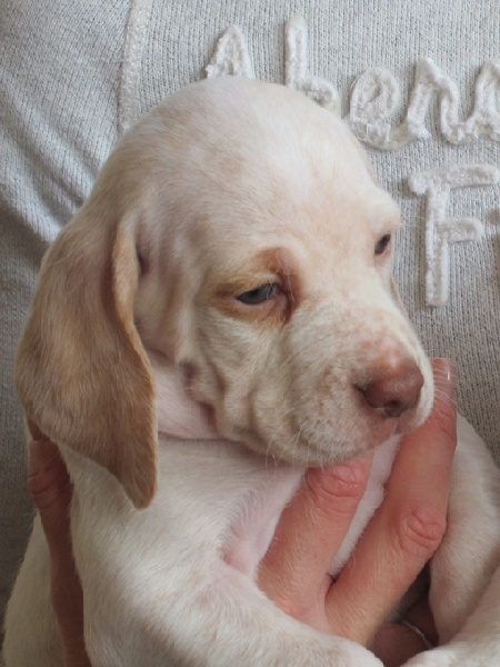 Gala de la Croix d'Angouleme