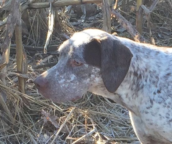 Publication : de la Croix d'Angouleme