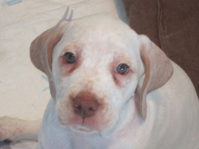 Gordon de la Croix d'Angouleme