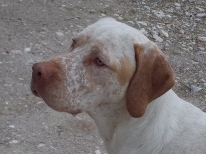 Gordon de la Croix d'Angouleme