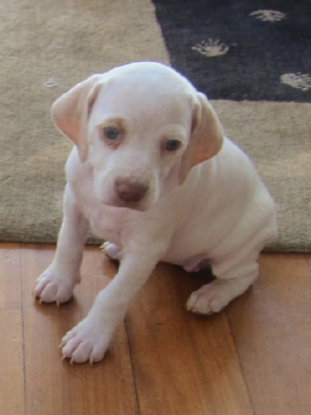 Gala de la Croix d'Angouleme