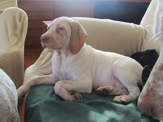 Grimm de la Croix d'Angouleme