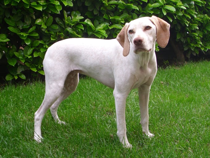 Gea de la Croix d'Angouleme