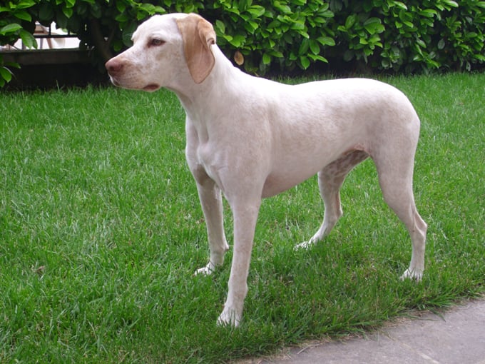 Gea de la Croix d'Angouleme