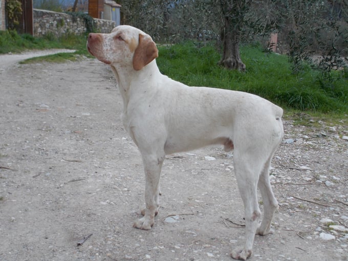 Gordon de la Croix d'Angouleme