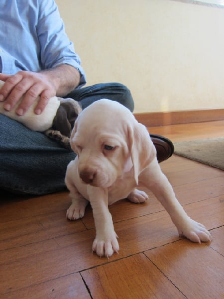 Gea de la Croix d'Angouleme