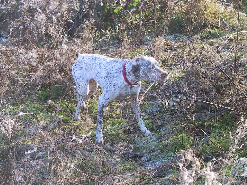 CH. Rubenszoe de la Croix d'Angouleme