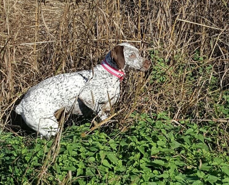 Publication : de la Croix d'Angouleme