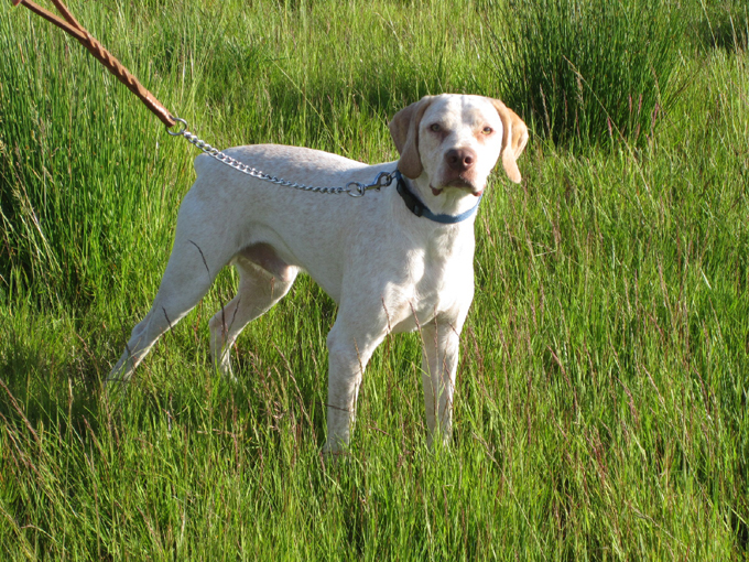Publication : de la Croix d'Angouleme