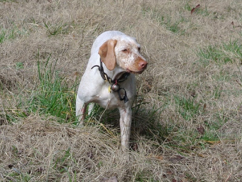 Genié de la Croix d'Angouleme