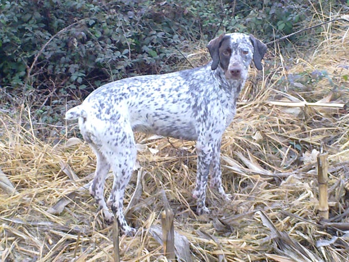 CH. Chanis du puech del mus