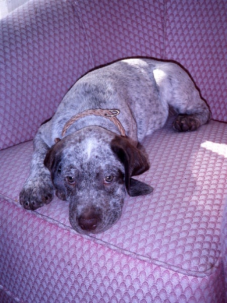 TR. CH. Fee De la benigousse