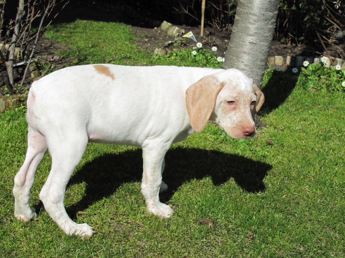 Grimm de la Croix d'Angouleme