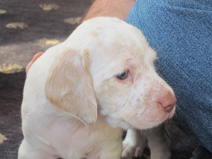 Genié de la Croix d'Angouleme