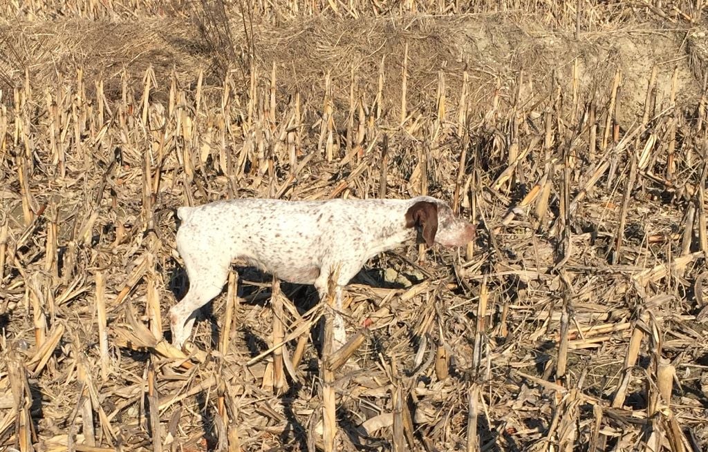 Publication : de la Croix d'Angouleme
