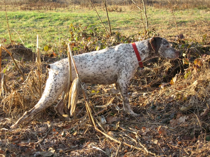 CH. Rubenszoe de la Croix d'Angouleme