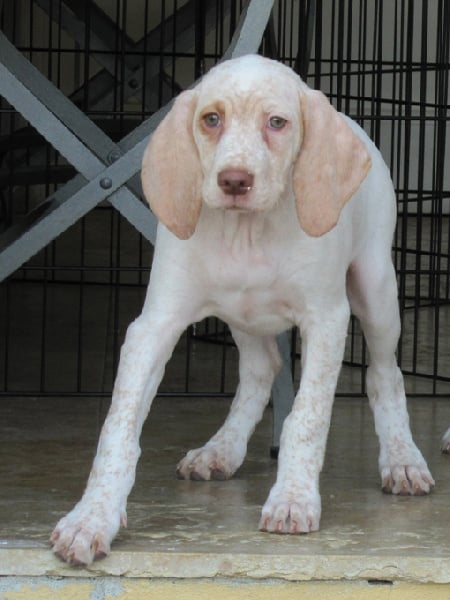 Gala de la Croix d'Angouleme