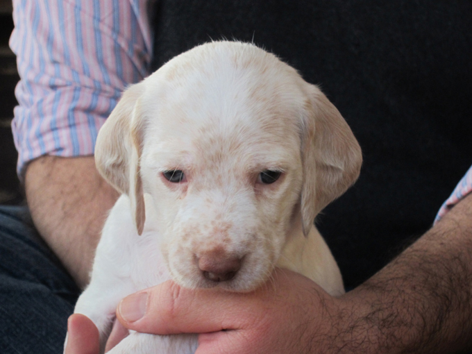 Genié de la Croix d'Angouleme