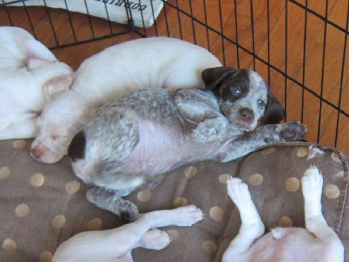 Gauguin de la Croix d'Angouleme