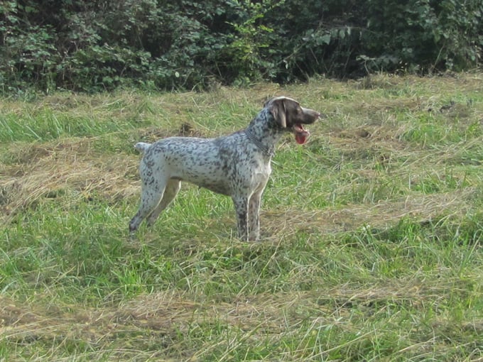 CH. Chanis du puech del mus