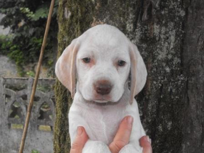 Publication : de la Croix d'Angouleme