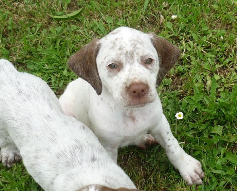 Publication : de la Croix d'Angouleme