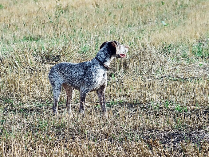 TR. CH. Fee De la benigousse