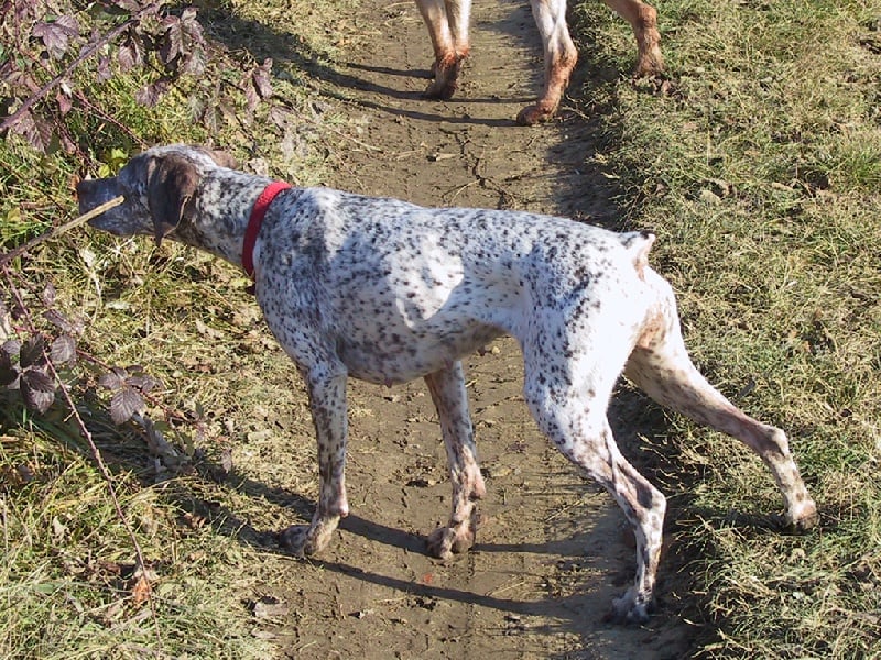 CH. Rubenszoe de la Croix d'Angouleme