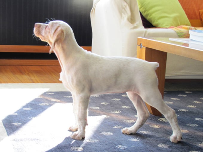 Genié de la Croix d'Angouleme