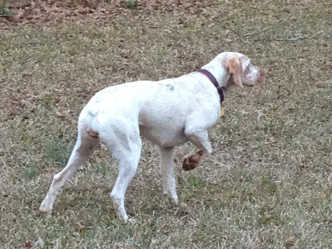 Genié de la Croix d'Angouleme