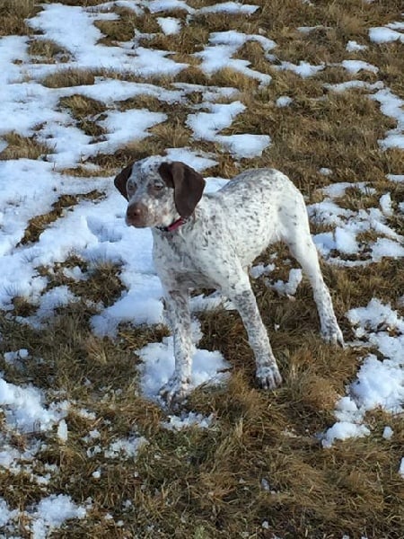 Publication : de la Croix d'Angouleme