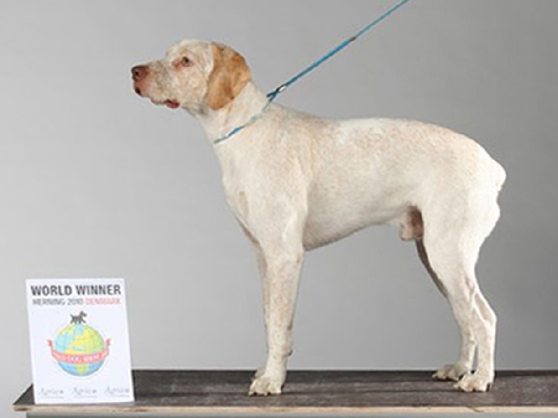 Publication : de la Croix d'Angouleme