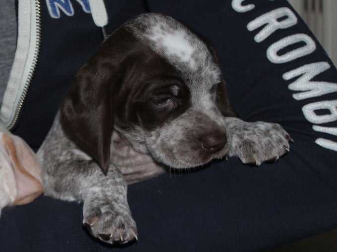 Gauguin de la Croix d'Angouleme