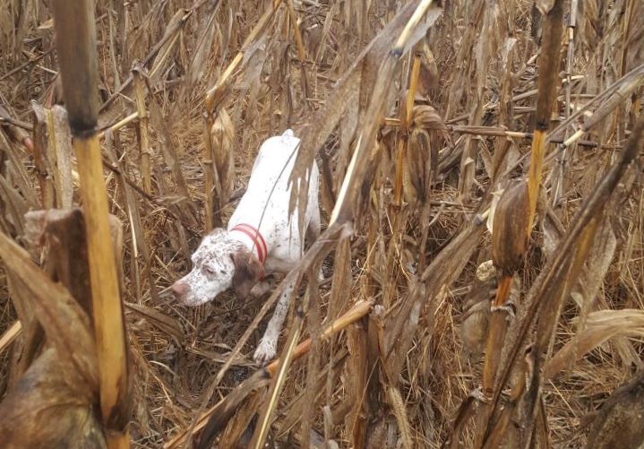 Publication : de la Croix d'Angouleme