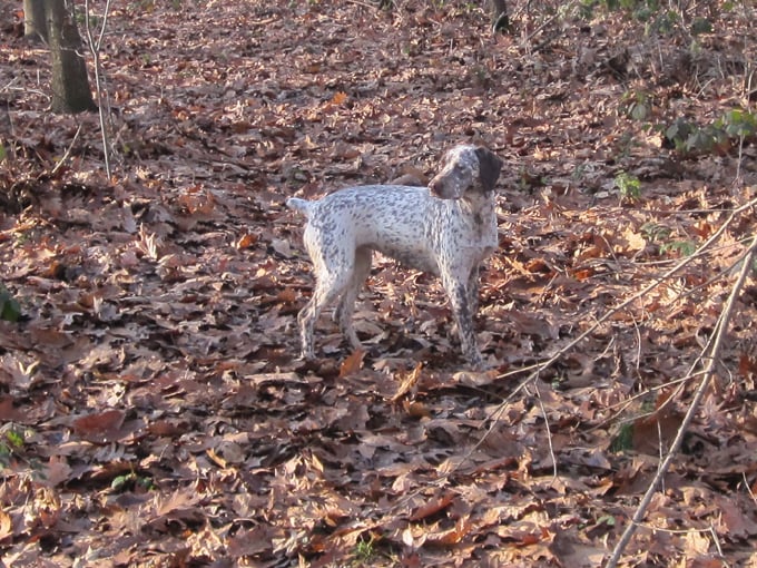CH. Chanis du puech del mus