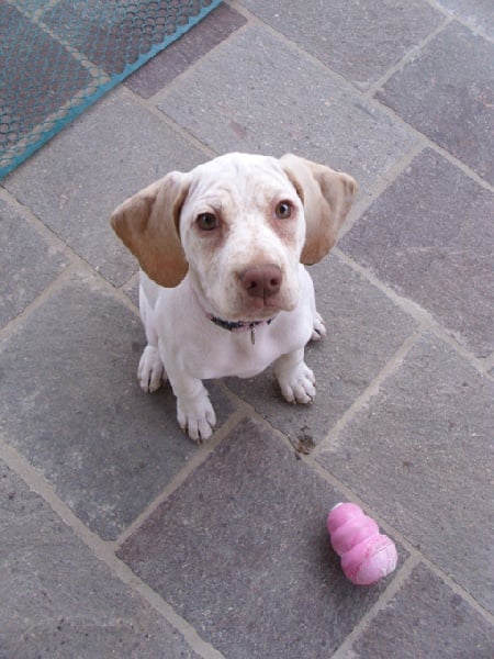 Gea de la Croix d'Angouleme