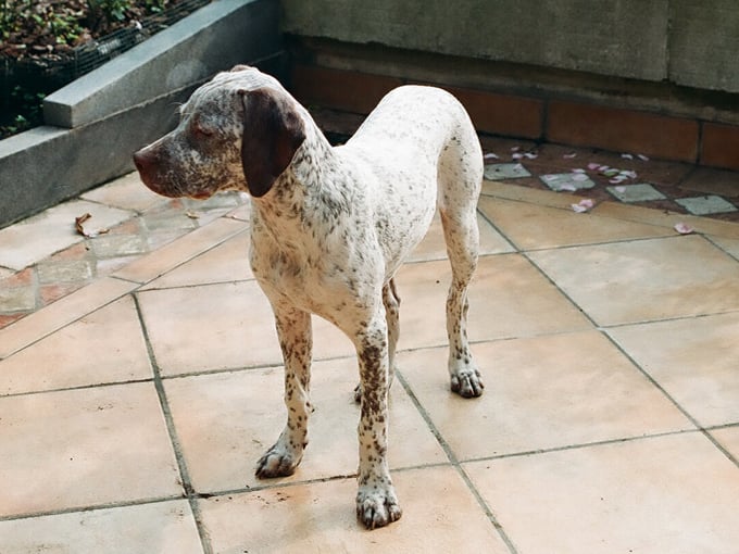 CH. Rubenszoe de la Croix d'Angouleme