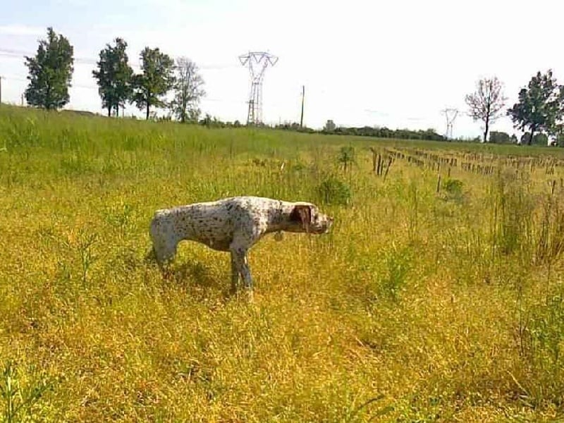 Publication : de la Croix d'Angouleme