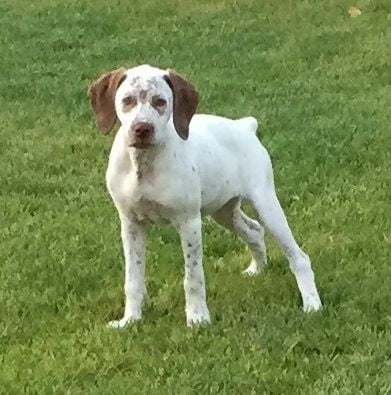 Publication : de la Croix d'Angouleme