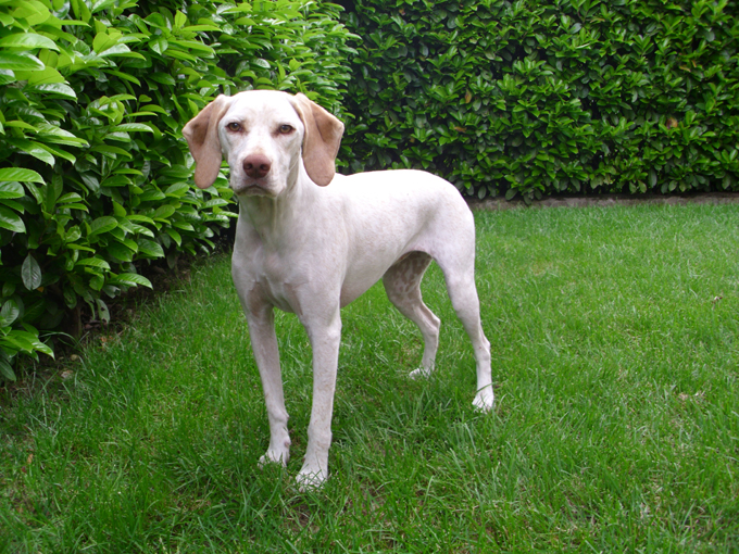 Gea de la Croix d'Angouleme