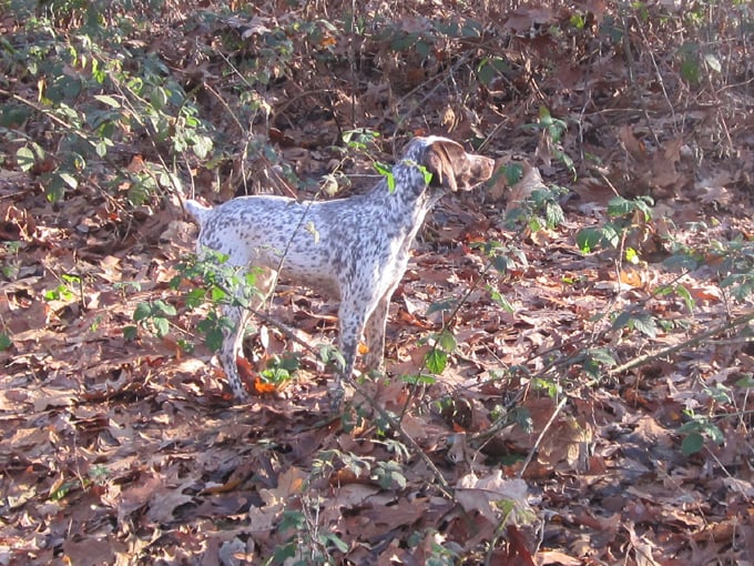 CH. Chanis du puech del mus