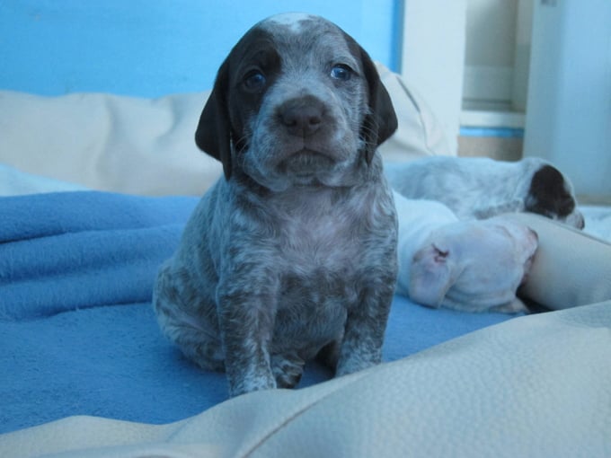 Gauguin de la Croix d'Angouleme