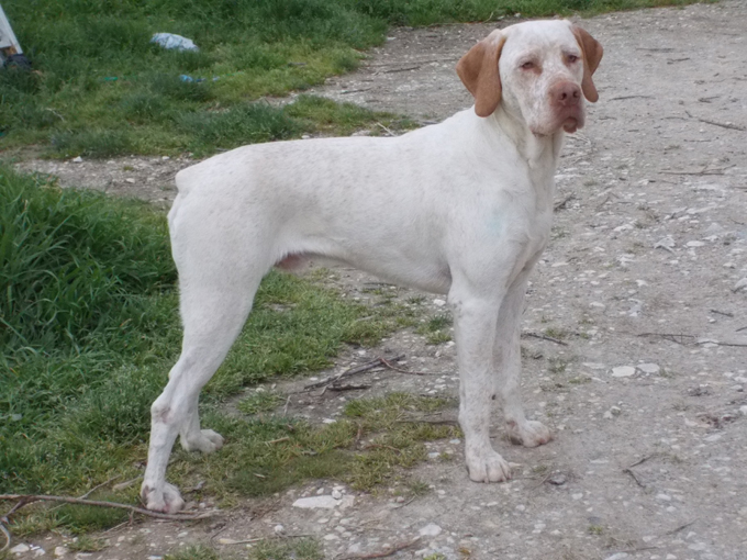 Gordon de la Croix d'Angouleme