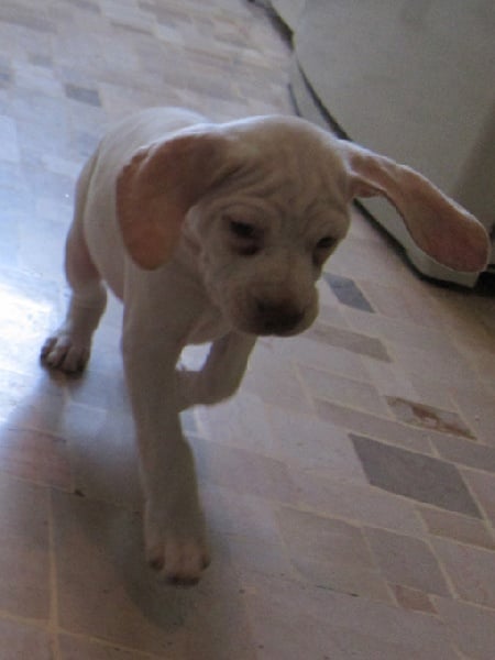 Gea de la Croix d'Angouleme