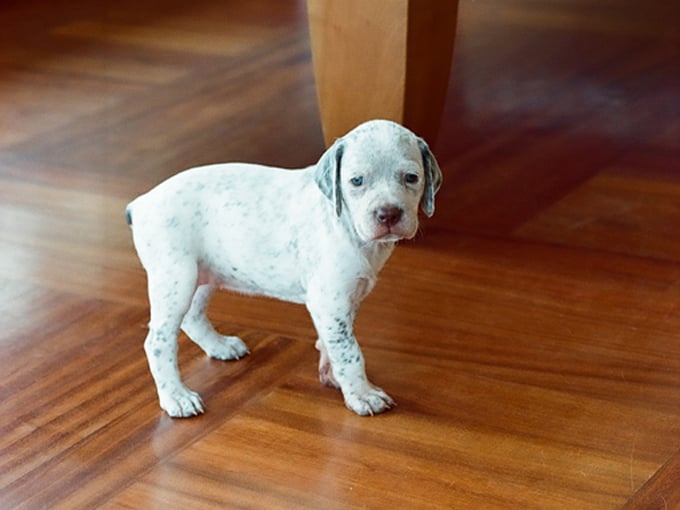 CH. Rubenszoe de la Croix d'Angouleme