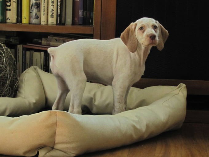 Genié de la Croix d'Angouleme