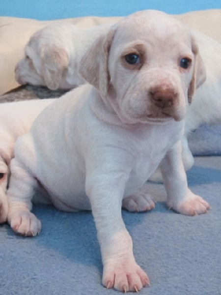 Gala de la Croix d'Angouleme