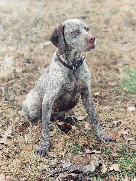 TR. CH. Fee De la benigousse